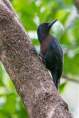 Guadeloupe Woodpecker